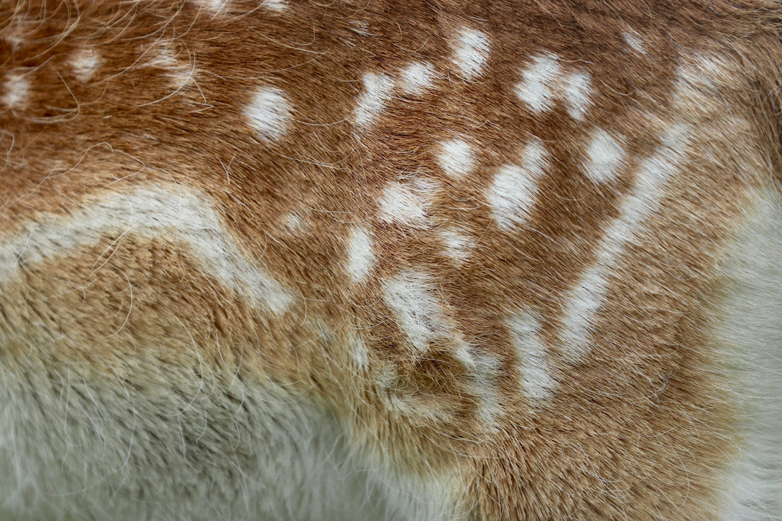 A deer skin is shown to demonstrate one source of leather. 