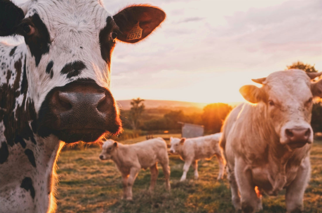 A field of cows is shown to depict the source of where leather is made today.